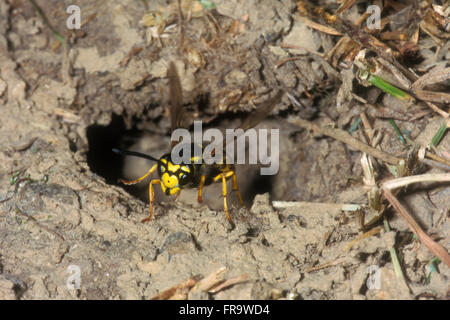 Unione wasp / wasp tedesco / tedesco yellowjacket (Vespula germanica) lasciando il nido sotterraneo Foto Stock