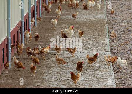 Pollo DOMESTICO (Gallus gallus domesticus), commerciale free range galline vagare liberamente all'esterno Foto Stock