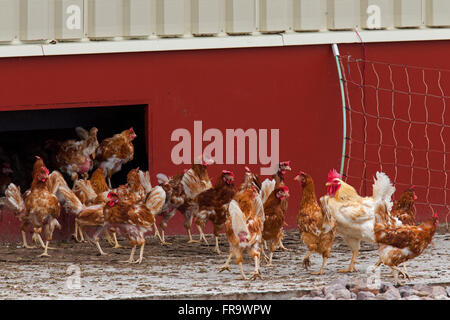 Pollo DOMESTICO (Gallus gallus domesticus), commerciale free range galline lasciando pollaio Foto Stock