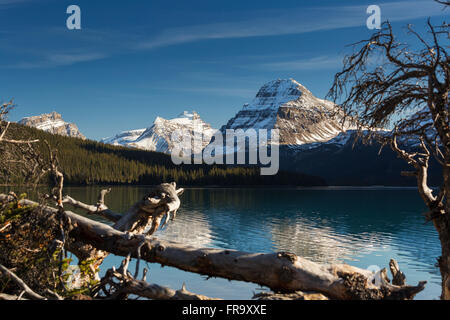 Montagna lago incorniciato con driftwood in primo piano che riflette la neve ha raggiunto un picco di montagna con cielo blu e nuvole, il Parco Nazionale di Banff; Alberta, Canada Foto Stock