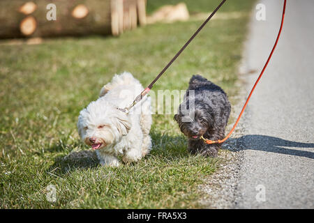 Cane Havanese camminando sul filo esterno in primavera Foto Stock