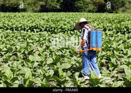 Lavoratore rurale applicando insetticida sulla piantagione di tabacco nel distretto di Tres Barras Foto Stock