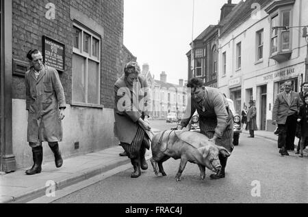Un escape maiale è catturato dai macellai e macellazione di uomini in una strada trafficata in anni sessanta la Gran Bretagna Foto Stock