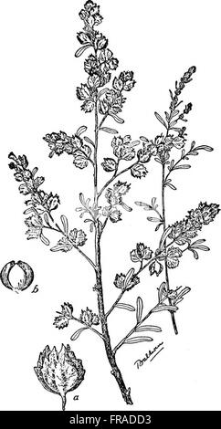 Un manuale di piante velenose, principalmente nel Nord America orientale, con brevi note su economico e piante medicinali e numerose illustrazioni (1911) Foto Stock