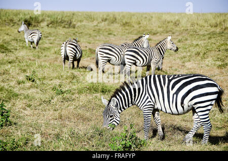 Zebre in Amboseli National Park Foto Stock