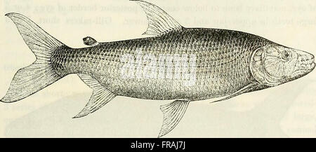 Catalogo di acqua fresca di pesci in Africa nel British Museum di Storia Naturale) (1909) Foto Stock