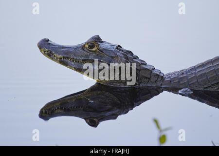 Jacare palude con testa riflessa nell'acqua - crocodilus Caimano yacare Foto Stock