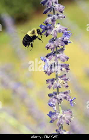 Bee per raccogliere il polline in fiore lavanda Foto Stock