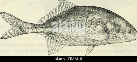 Catalogo di acqua fresca di pesci in Africa nel British Museum di Storia Naturale) (1909) Foto Stock
