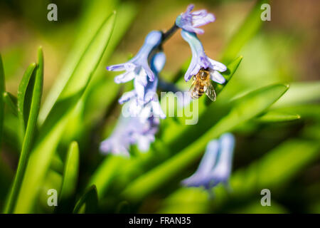 Bee all'interno del fiore di giacinto, impollinatori Foto Stock