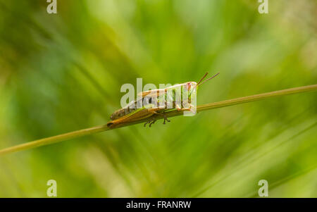 Prato grasshopper (Chorthippus parallelus) femmina, tra l'erba lunga.... Foto Stock