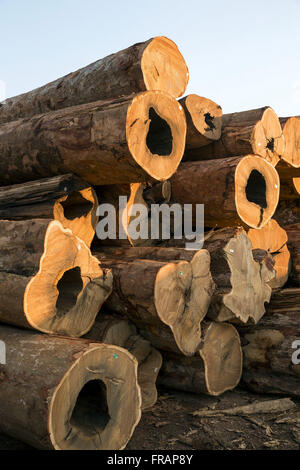 Garapeira tronchi di alberi tagliati e memorizzati nel patio legname Foto Stock