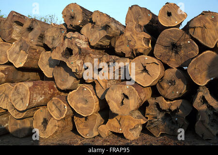 Garapeira tronchi di alberi tagliati e memorizzati nel patio legname Foto Stock