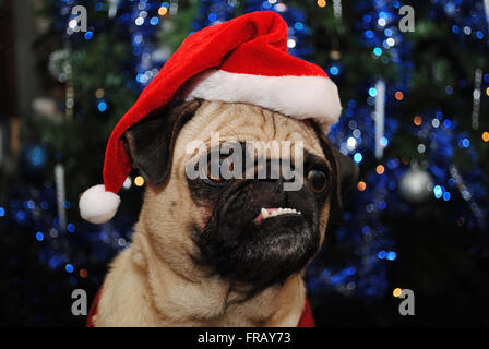 Natale Pug indossando un cappello da Babbo Natale Foto Stock