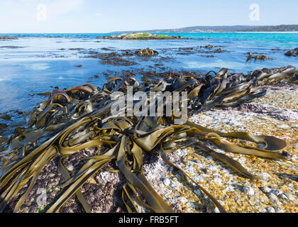 Baia di incendi, Tasmania, TAS, Australia Foto Stock