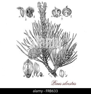 Vintage print descrivendo di pino silvestre (Pinus sylvestris) conifera sempreverde morfologia botanico: cresce fino a 35mt. di altezza , la sua durata è normalmente 150-300 anni , le foglie sono verdi-aghi blu, i frutti sono di colore giallo-marrone di coni. Foto Stock