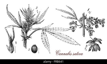 Stampa Vintage che descrivono la Cannabis sativa,annuale pianta erbacea morfologia botanico: ogni parte della pianta viene raccolto in modo diverso, semi per olio di semi di canapa o di alimentazione di uccelli, fiori per i cannabinoidi consumata per attività ricreative e scopo medicinale Foto Stock