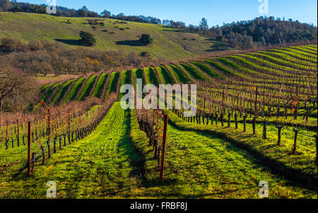 Vigneti dormienti nella Napa Valley Foto Stock