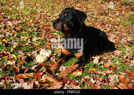 Una razza Rottweiler che stabilisce in una scena di autunno Foto Stock