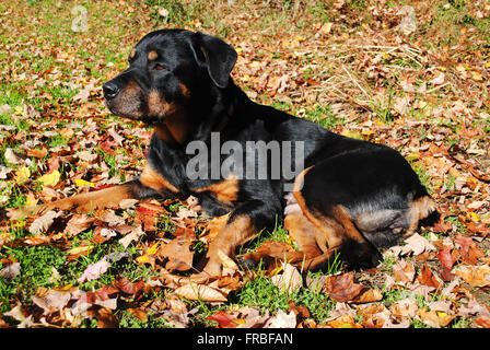 Vecchio Rottweiler che stabilisce in foglie di autunno Foto Stock