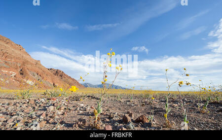 Super bloom di deserto oro girasoli (Geraea canescens) lungo Badwater road nel Parco Nazionale della Valle della Morte, California. Foto Stock