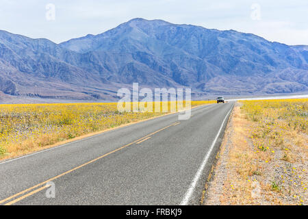 Super bloom di deserto oro girasoli (Geraea canescens) lungo Badwater road nel Parco Nazionale della Valle della Morte, California. Foto Stock