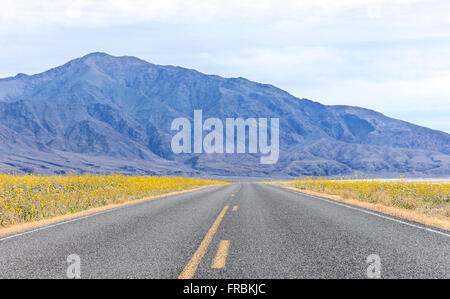 Super bloom di deserto oro girasoli (Geraea canescens) lungo Badwater road nel Parco Nazionale della Valle della Morte, California. Foto Stock