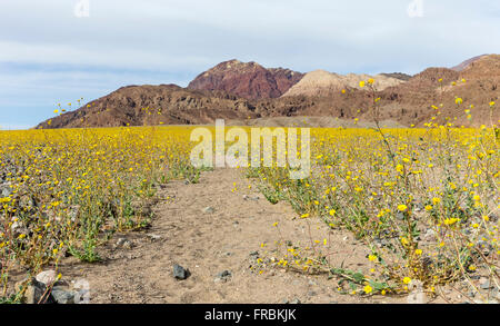 Super bloom di deserto oro girasoli (Geraea canescens) lungo Badwater road nel Parco Nazionale della Valle della Morte, California. Foto Stock