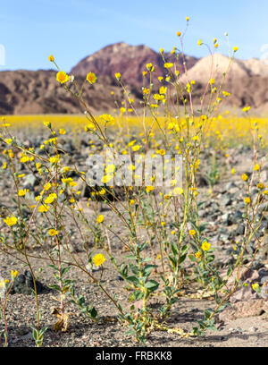 Super bloom di deserto oro girasoli (Geraea canescens) lungo Badwater road nel Parco Nazionale della Valle della Morte, California. Foto Stock