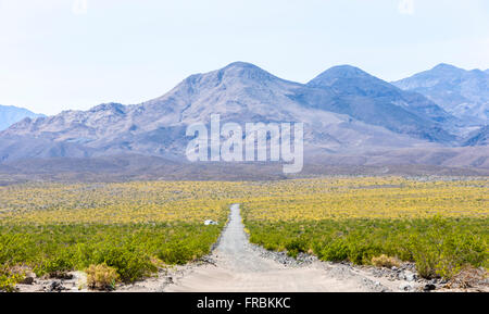 Super bloom di deserto oro girasoli (Geraea canescens) lungo Warm Springs Canyon road nel Parco Nazionale della Valle della Morte Foto Stock