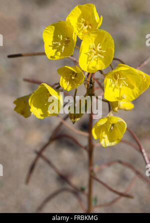 Golden Evening Primerose (Camissonia brevipes) durante il 2016 Super Bloom nel Parco Nazionale della Valle della Morte. Foto Stock