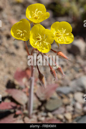 Golden Evening Primerose (Camissonia brevipes) durante il 2016 Super Bloom nel Parco Nazionale della Valle della Morte. Foto Stock