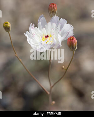 Un fantasma di ghiaia (Atrichoseris) fiore durante il 2016 Super Bloom nel Parco Nazionale della Valle della Morte. Foto Stock