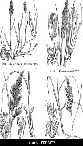 Le illustrazioni della flora britannica- una serie di incisioni in legno, con le dissezioni di piante britannico (1880) Foto Stock