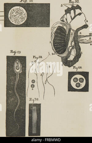 Consulente Medico e il matrimonio guida - in rappresentanza di tutte le malattie degli organi genitali del maschio e femmina (1864) Foto Stock