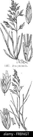 Le illustrazioni della flora britannica- una serie di incisioni in legno, con le dissezioni di piante britannico (1880) Foto Stock