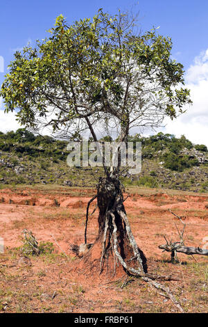 Esempio di conservazione di suolo dalle radici delle piante nella zona arenizada Foto Stock