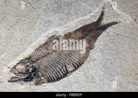 Peixe fossilizado na pedra exposto no Museu Municipal Padre Daniel Cargnin Foto Stock