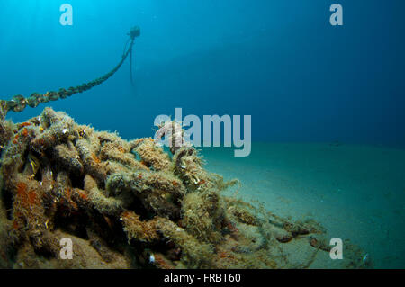 La den dove si nasconde e vive il cavalluccio marino Foto Stock