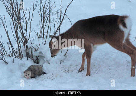 Opossum e cervi soddisfare di sorpresa mentre cerca di cibo in forti nevicate Foto Stock