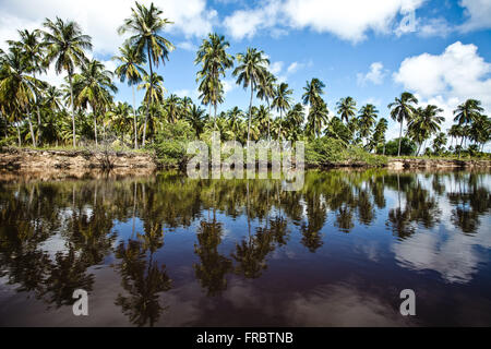 Gli alberi di cocco sulle rive del fiume Tatuamunha Foto Stock