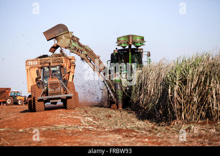 La raccolta meccanica di zucchero di canna in campagna Foto Stock