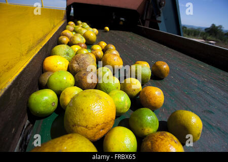 Arance sul tapis roulant l'industria produttrice di succo di arancia Foto Stock