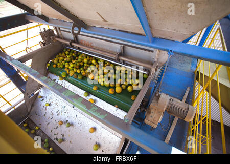 Arance su un tapis roulant all'interno dell'industria produttrice di succo di arancia Foto Stock
