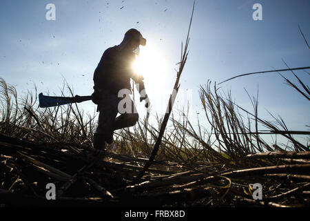 La raccolta manuale della canna da zucchero in campagna Foto Stock