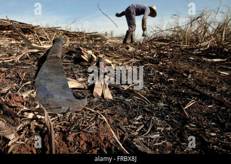 La raccolta manuale della canna da zucchero in campagna Foto Stock