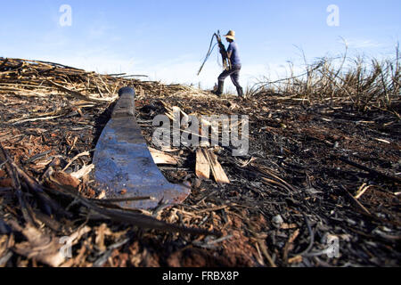 La raccolta manuale della canna da zucchero in campagna Foto Stock