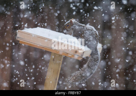 Scoiattolo grigio (Sciurus hudsonicus) in tempesta di neve Foto Stock