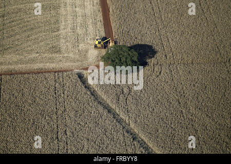 Vista aerea della trincia mais con dettaglio di grani di colata nel retro del carrello Foto Stock