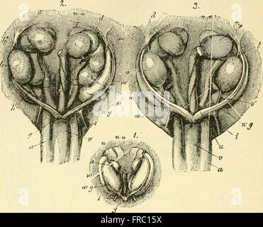 Questa traduzione del 1897 del lavoro di Ernst Haeckel esplora la teoria dell'evoluzione umana, concentrandosi sull'ontogenia (sviluppo di un singolo organismo) e sulla filogenesi (storia evolutiva delle specie), fornendo una visione della comprensione scientifica delle origini umane. Foto Stock